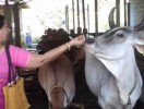 ಮಾತೃತ್ವಮ್‍ನಿಂದ ಗೋಸಂರಕ್ಷಣೆಯ ಮೌನ ಚಳವಳಿ