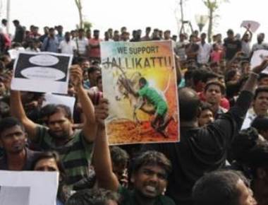 Jallikattu: Protesters swell, Modi dashes hopes of ordinance