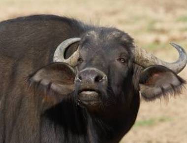 Three men transporting buffaloes beaten up in Delhi