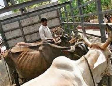  Those behind calf slaughter have no place in party: Con