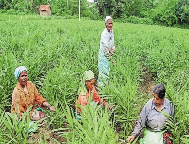 Karnataka tops crop diversification in country: Economic Survey