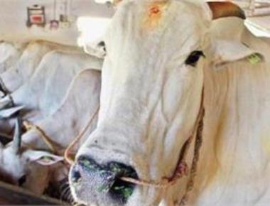 Lynching won't stop unless cow gets status of 'Rashtra Mata': BJP MLA