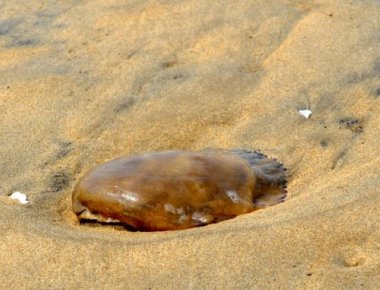 Jellyfish scare on Tagore beach in Karwar