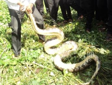 Pythons found in house at Malpe 