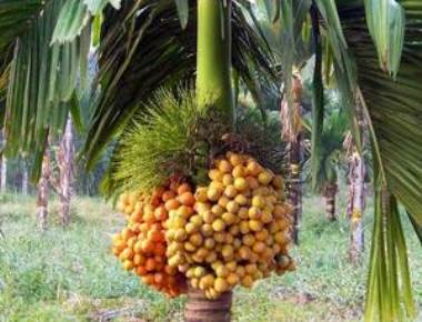 Commercial launch of dwarf hybrid arecanut varieties likely next year