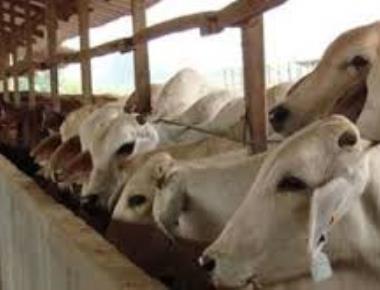Bajpe police arrest five for illegal transport of cattle