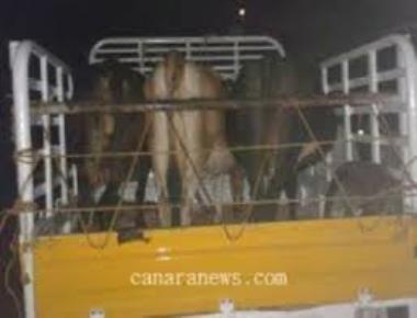 13 cattle rescued by police