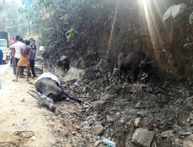 Cattle smuggling vehicle meets with accident 