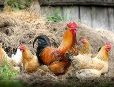 Even low levels of antibiotics in chicken can cause bacterial resistance