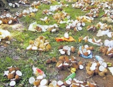 Coconuts prices hit consumers hard