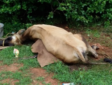 Lightning strike claims life of cow