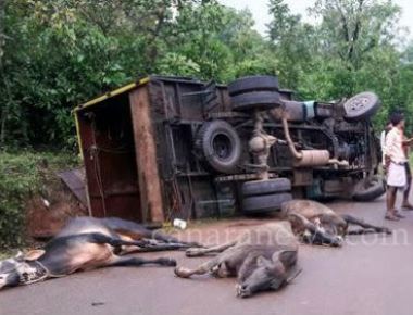  Four cows die after lorry topples