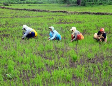 Govt upbeat on food grain output this year