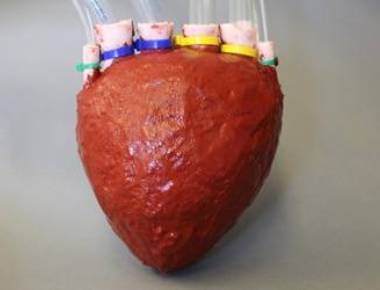 Researchers create artificial foam heart