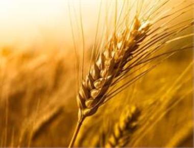 Barring 4 states, summer crops prospect good so far: IMD