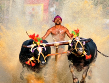  Kambala riders and buffaloes to have insurance cover