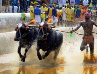 No pain or suffering caused to buffaloes in Kambala, Karnataka tells SC
