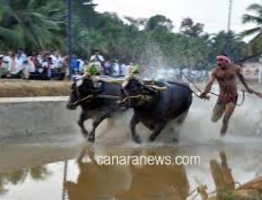 Karnataka disputes PETA claim on Kambala ordinance