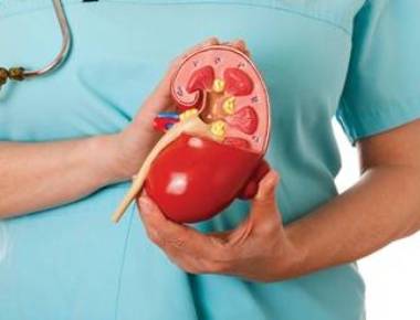 Why lone kidney grows large when other is lost