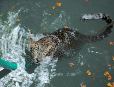  Leopard kills pet animals
