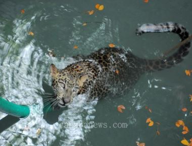  Leopard dies after falling into open well