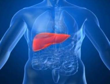 Novel liver hormone cuts cravings for sweets, alcohol