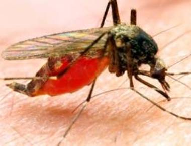 Malaria puts kids at deadly blood cancer risk