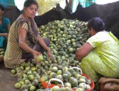  Now enjoy the taste of Mattu Gulla without any hesitation