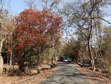 SGNP seeks additional 24 acres in Aarey for rehab