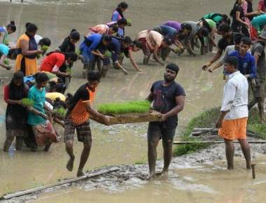 Car Street college students double paddy cultivation target this year