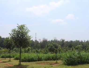 30 acres green cover at Pilikula