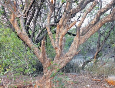 Govt withdraws bill to amend Tree Act
