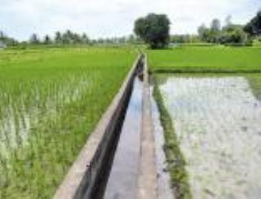 Smile on delta farmers' faces as water reaches TN