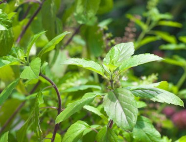 Know health benefits of Tulsi plant